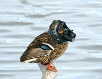 https://www.studiodaubal.com:443/files/gimgs/th-153_canards w.jpg